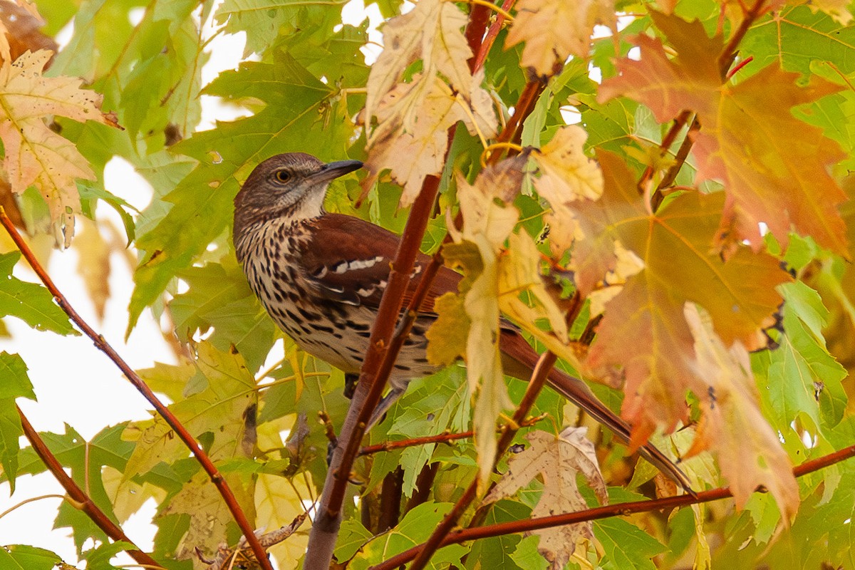 Brown Thrasher - ML641969953