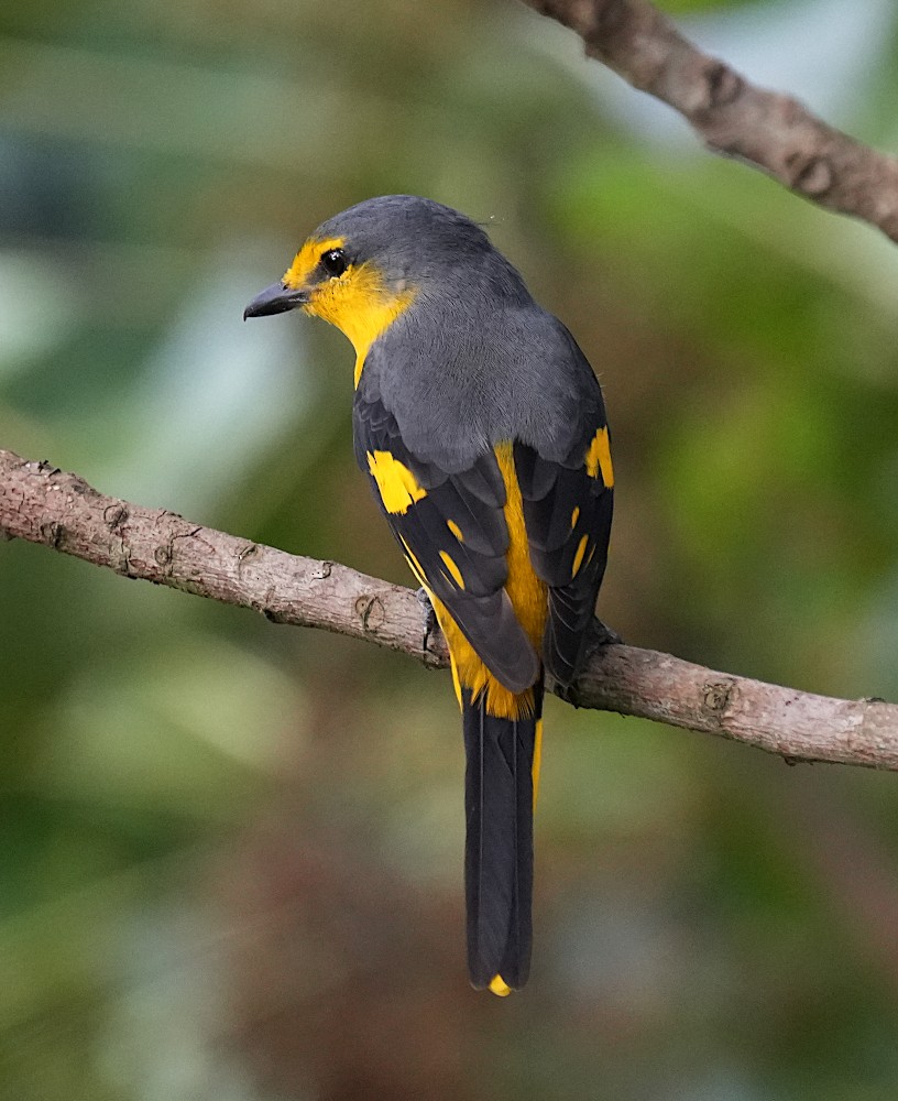 Orange Minivet - ML641969973