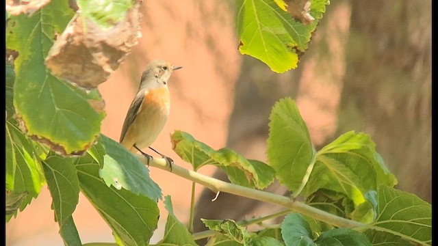 シロビタイジョウビタキ（phoenicurus） - ML641969974