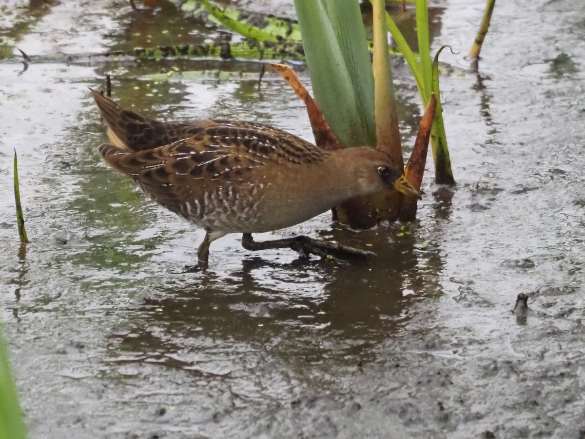 Sora uroilanda - ML641970027