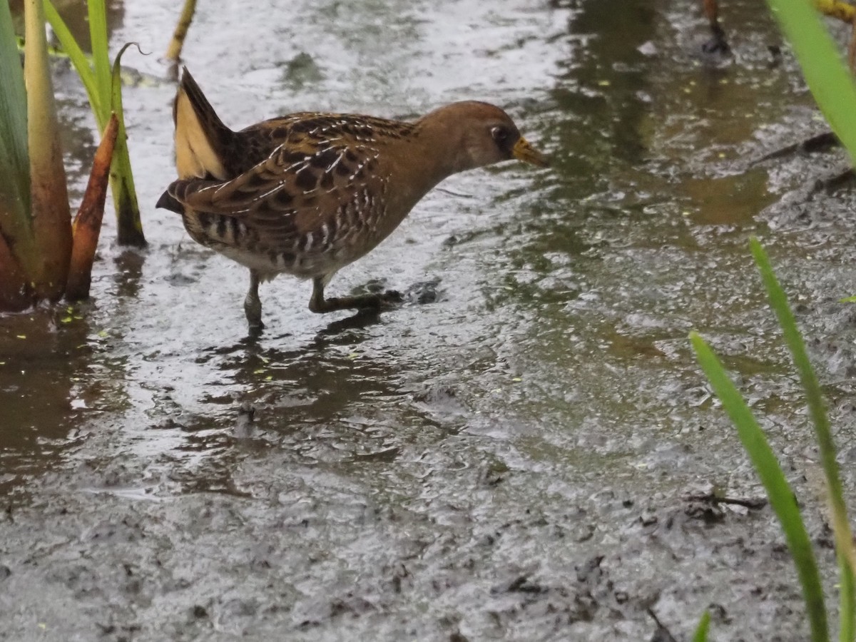 Sora uroilanda - ML641970029
