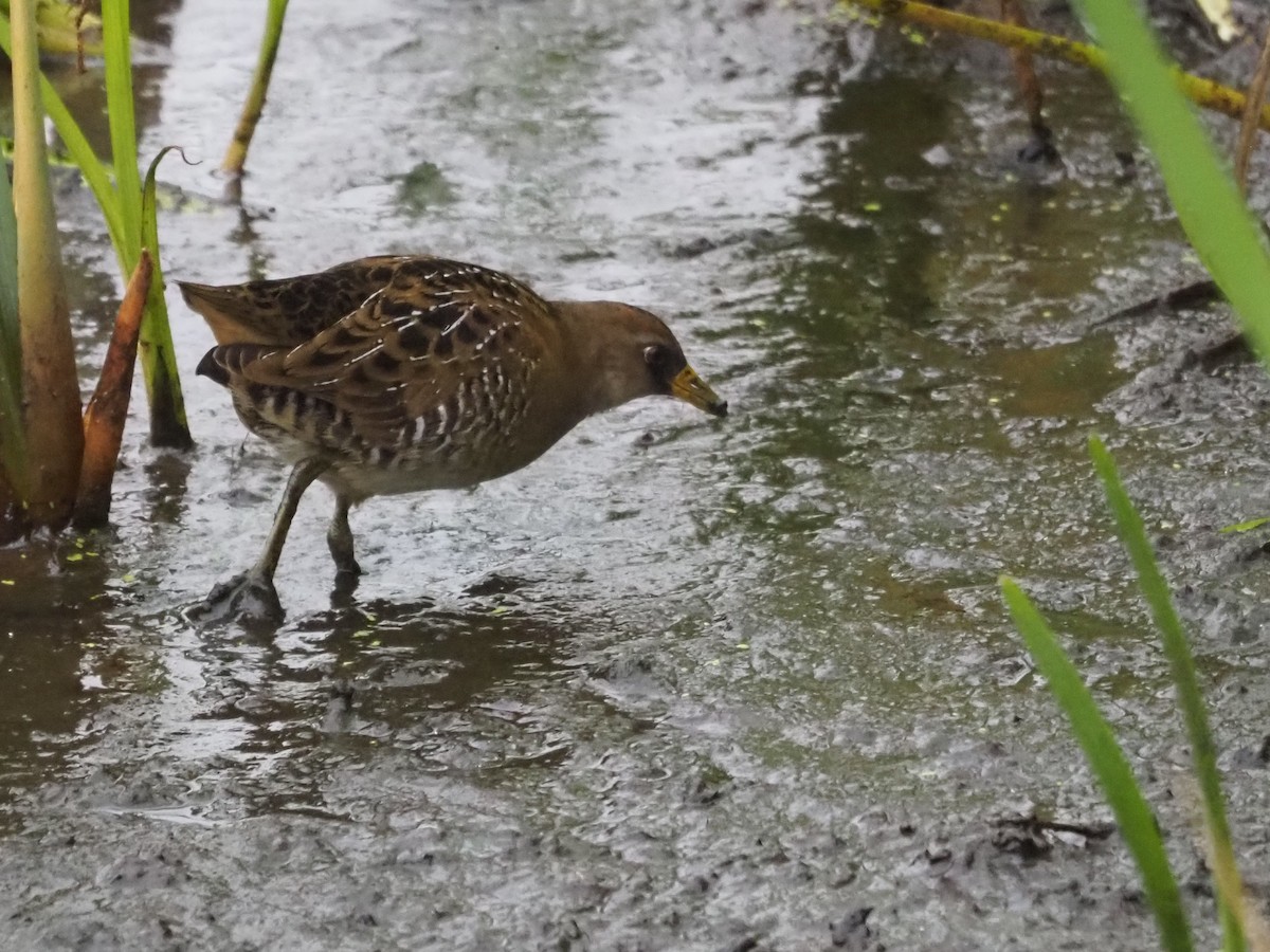 Sora uroilanda - ML641970030