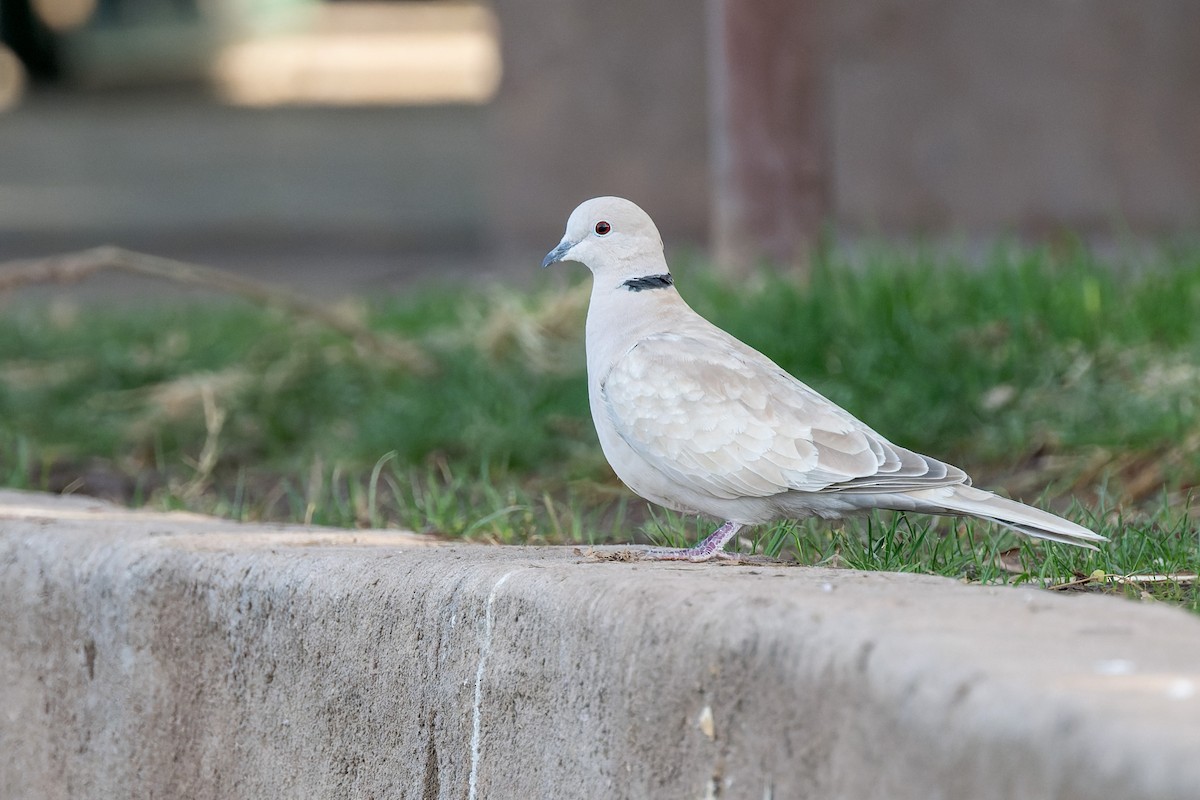 Eurasian Collared-Dove - ML641970040