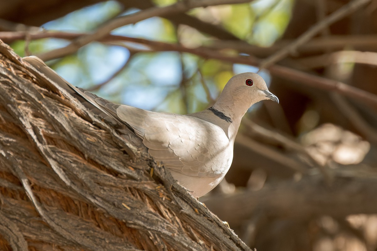 Eurasian Collared-Dove - ML641970041