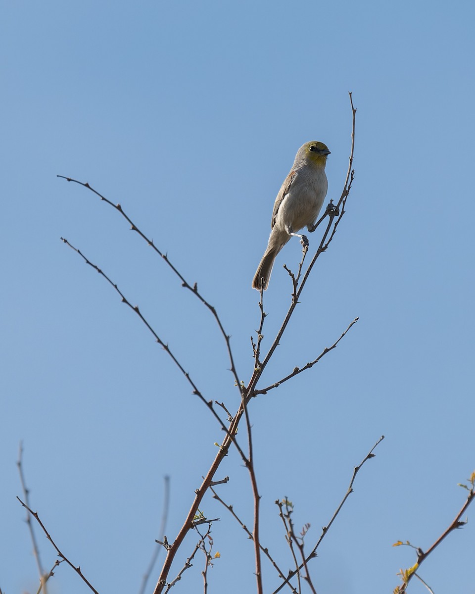 Verdin - ML641970091