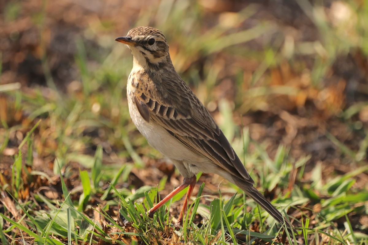 African Pipit (African) - ML641970099