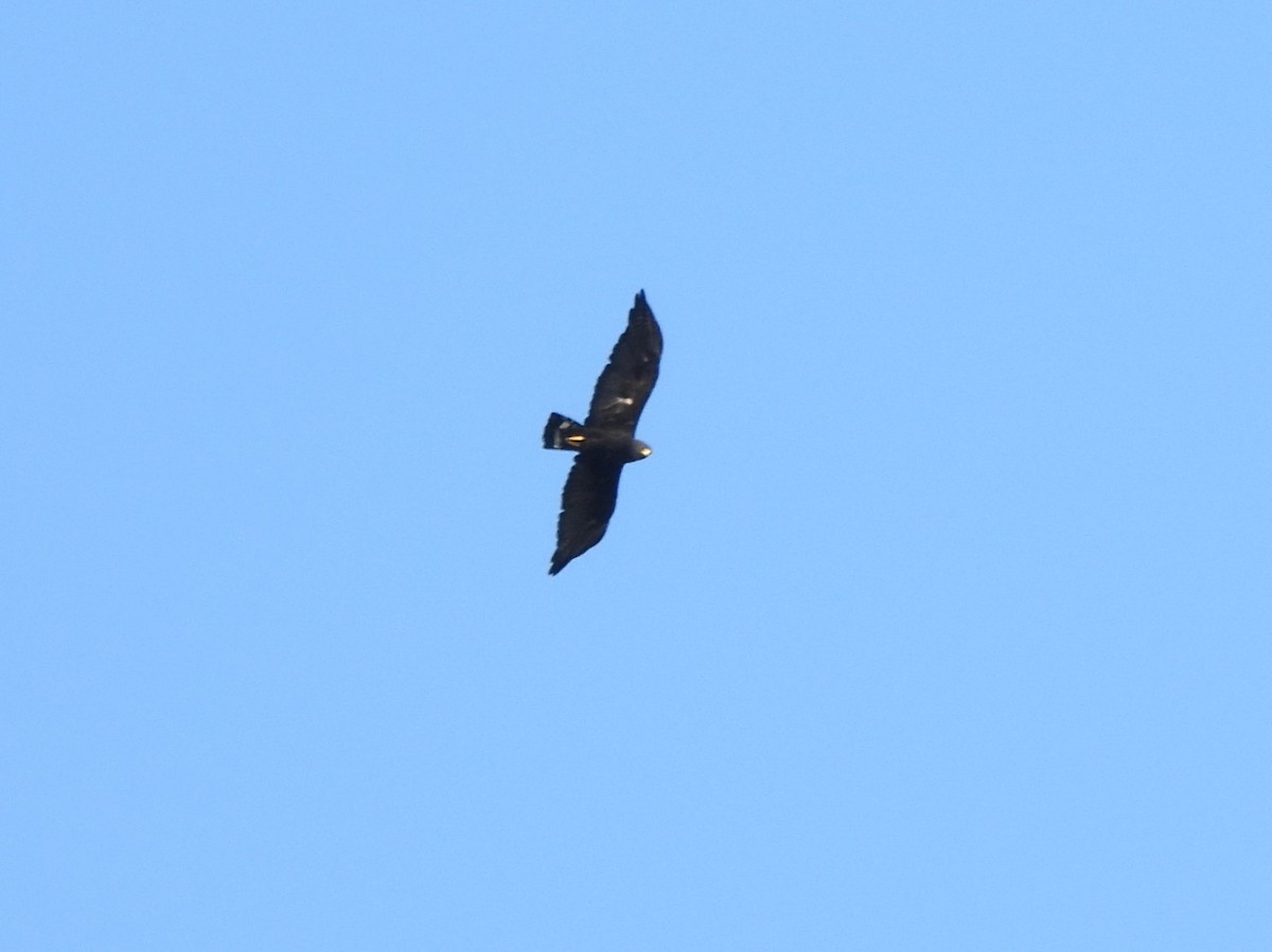 Zone-tailed Hawk - ML641970104