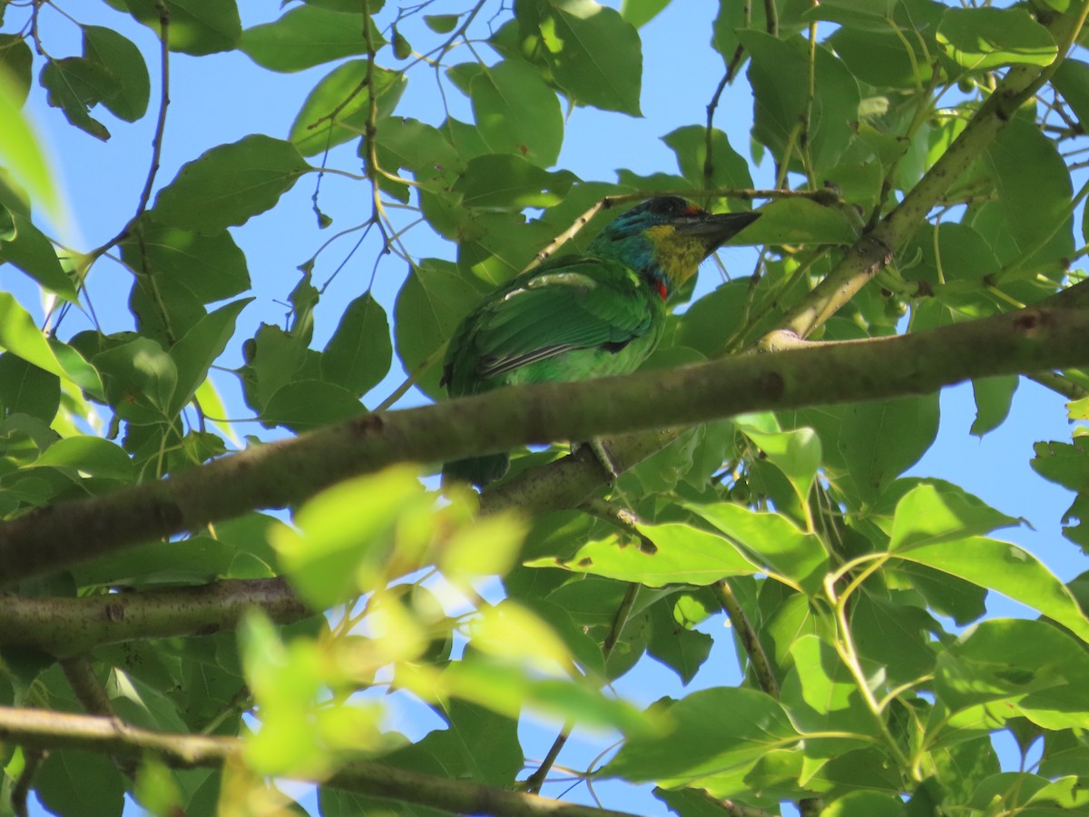 Taiwan Barbet - ML641970105