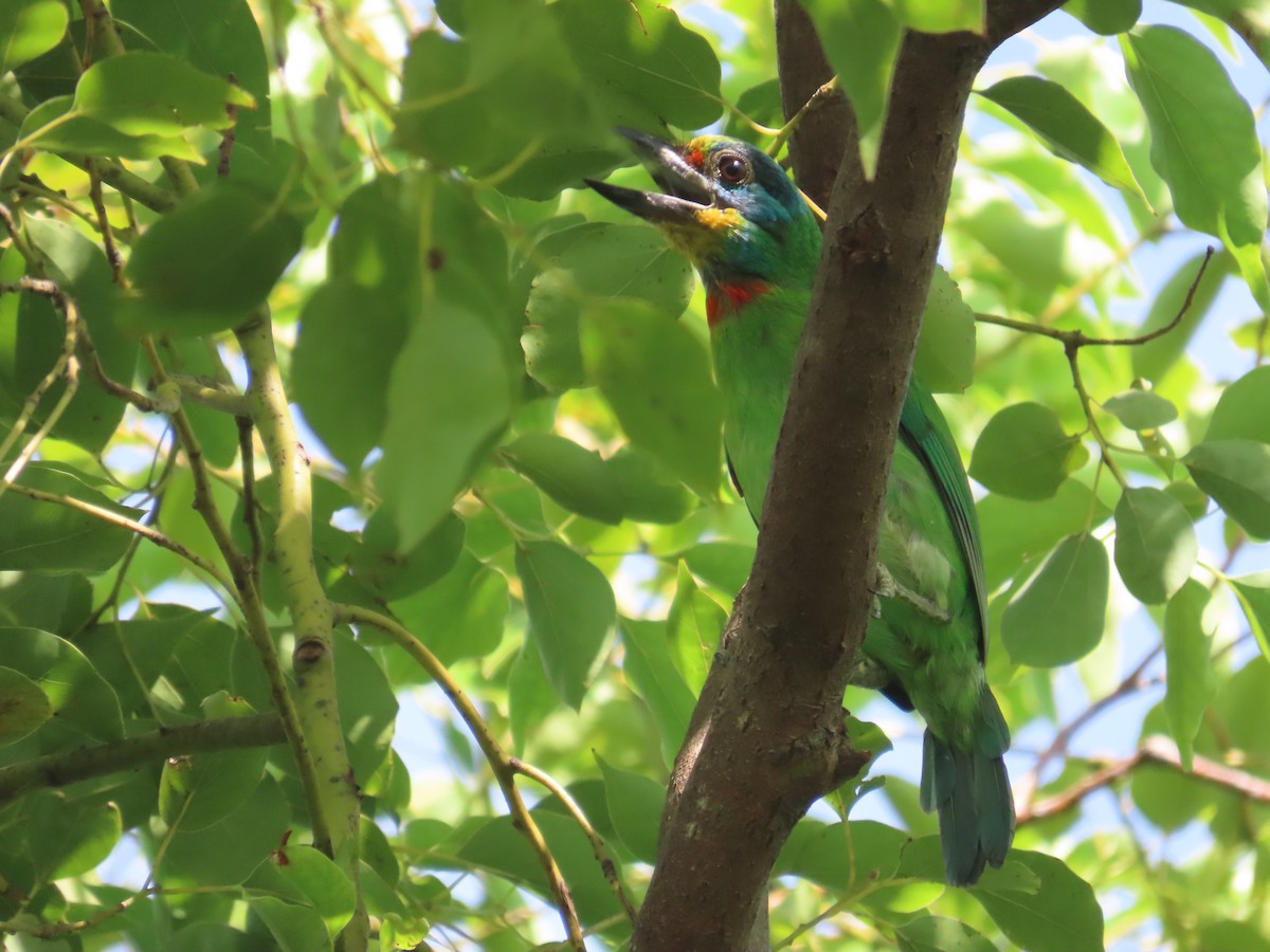 Taiwan Barbet - ML641970106