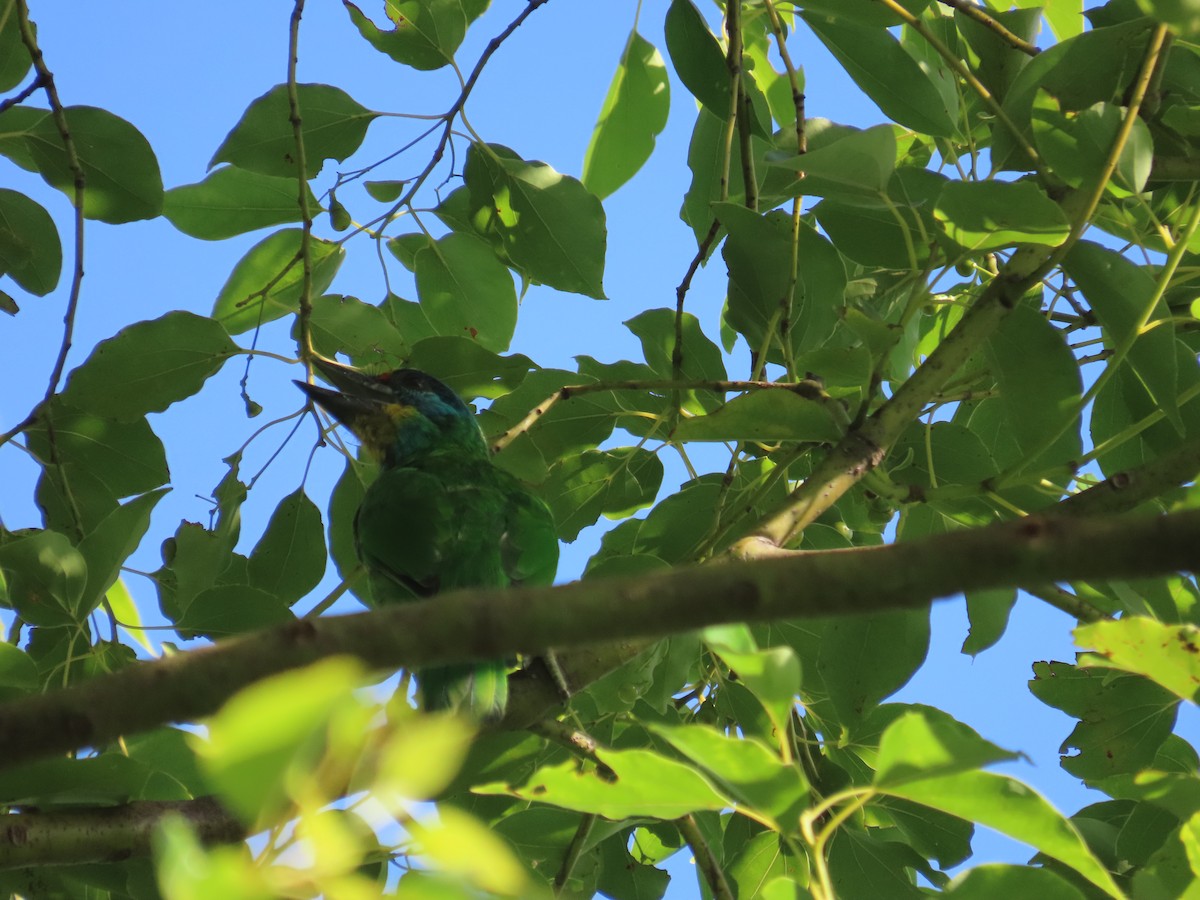 Taiwan Barbet - ML641970107
