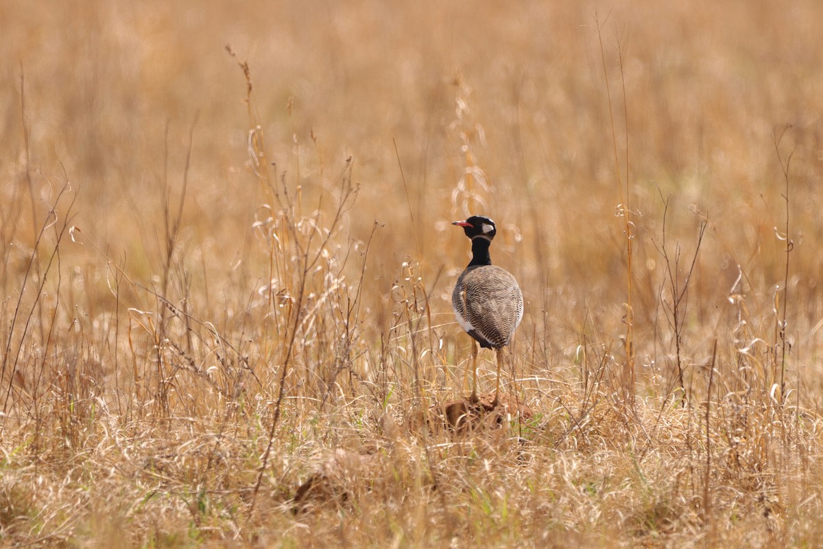 White-quilled Bustard - ML641970111