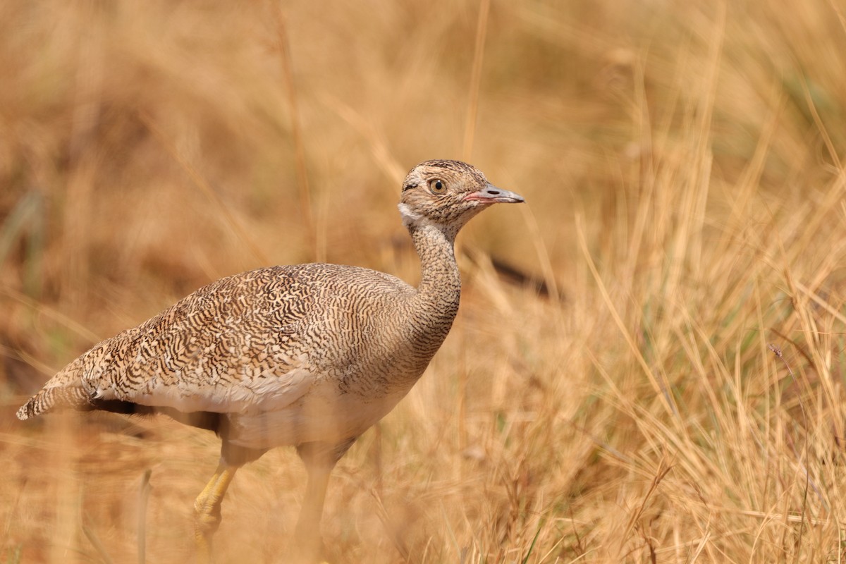 White-quilled Bustard - ML641970112