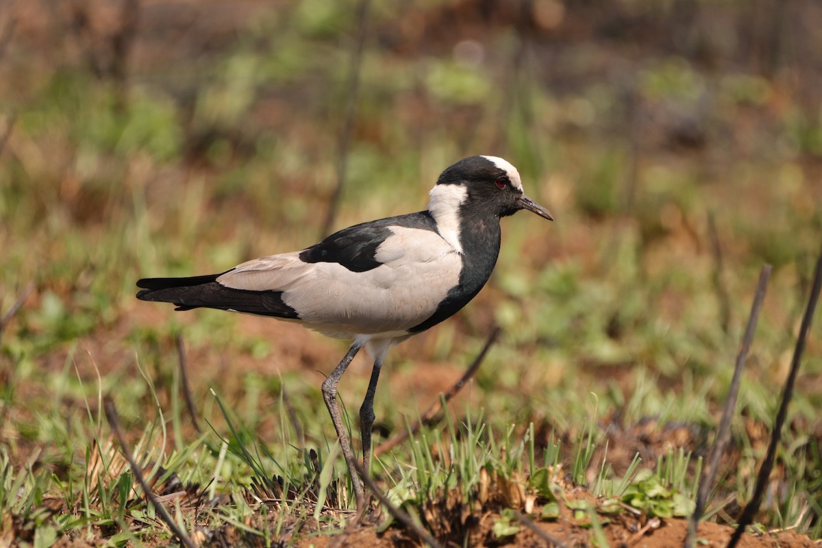 Blacksmith Lapwing - ML641970118