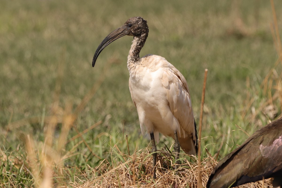 Ibis sacro - ML641970138