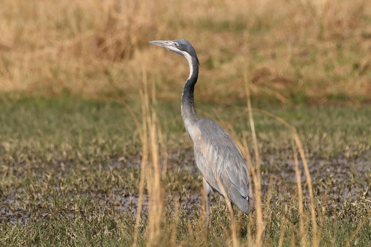 Black-headed Heron - ML641970145