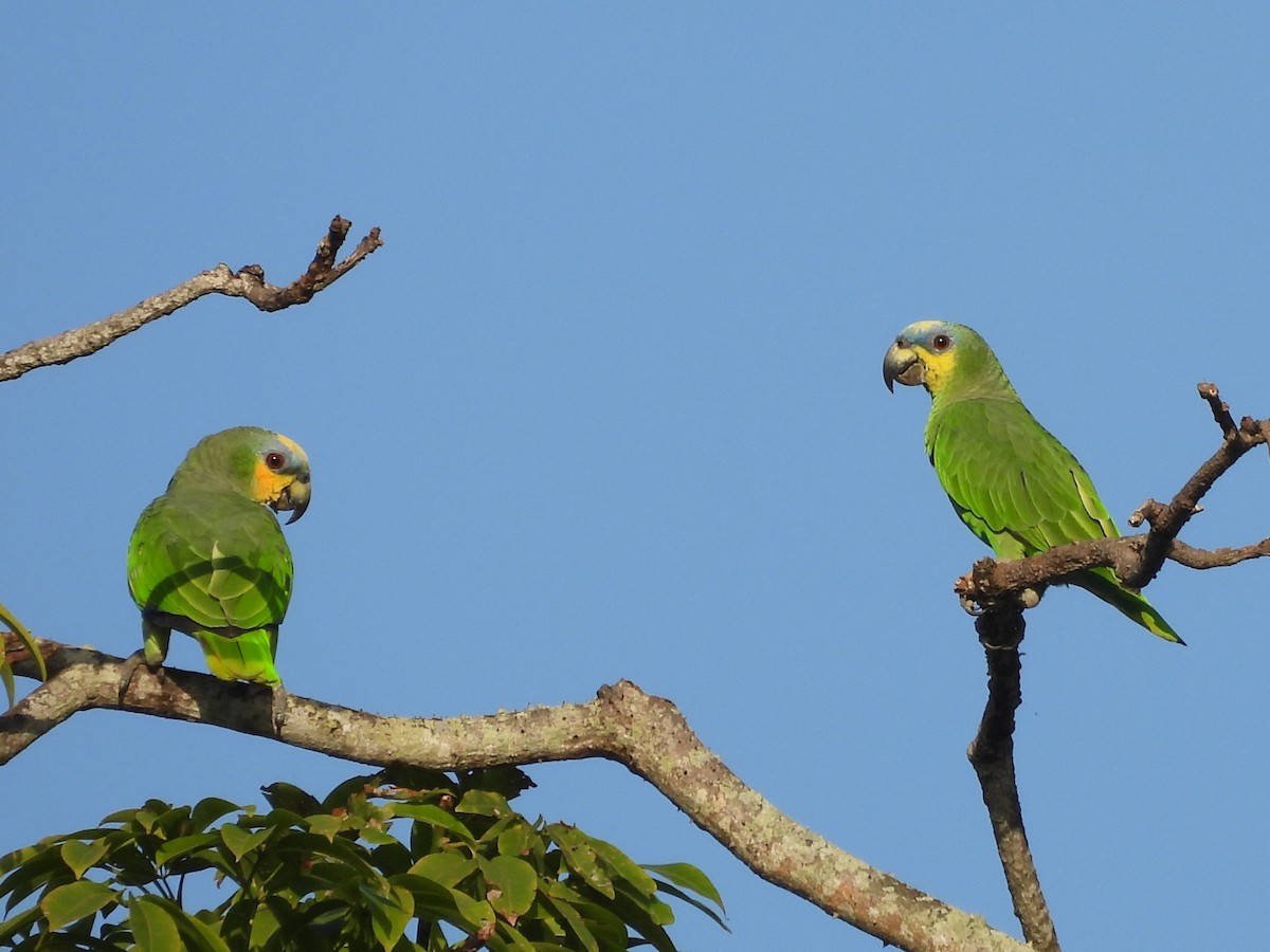 Orange-winged Amazon - ML641970157