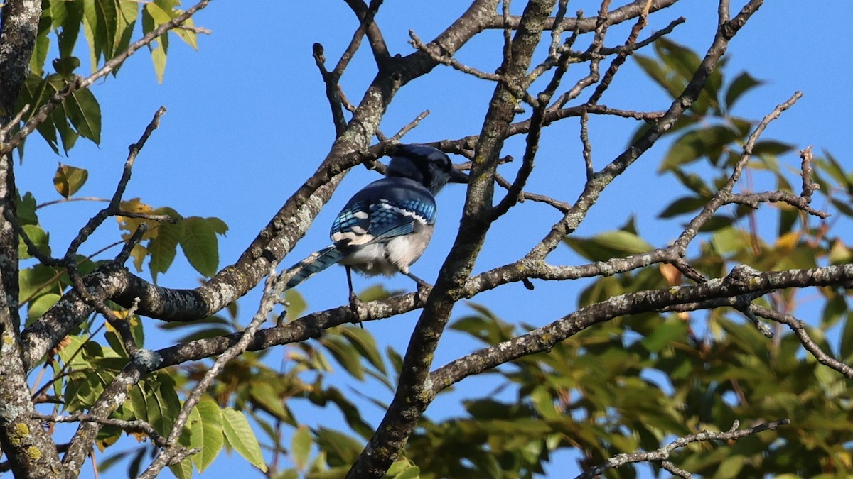 Blauhäher - ML641970158