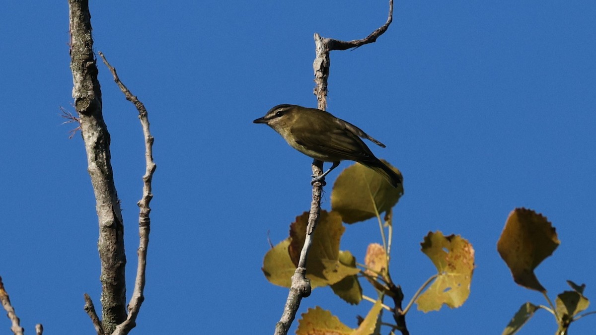 Rotaugenvireo - ML641970161