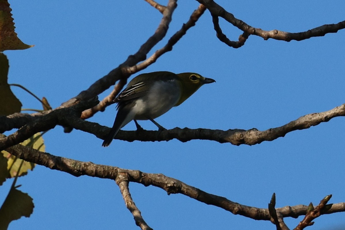 Gelbkehlvireo - ML641970166