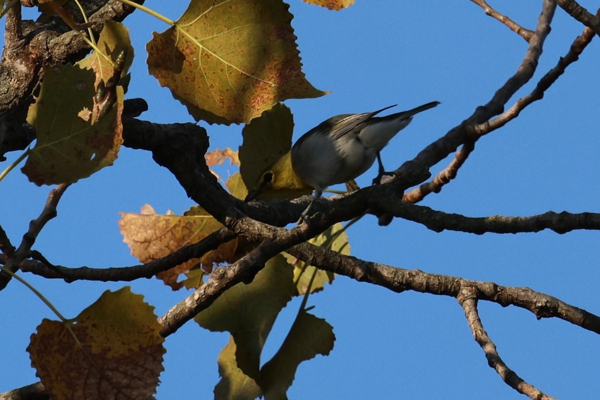 Gelbkehlvireo - ML641970167