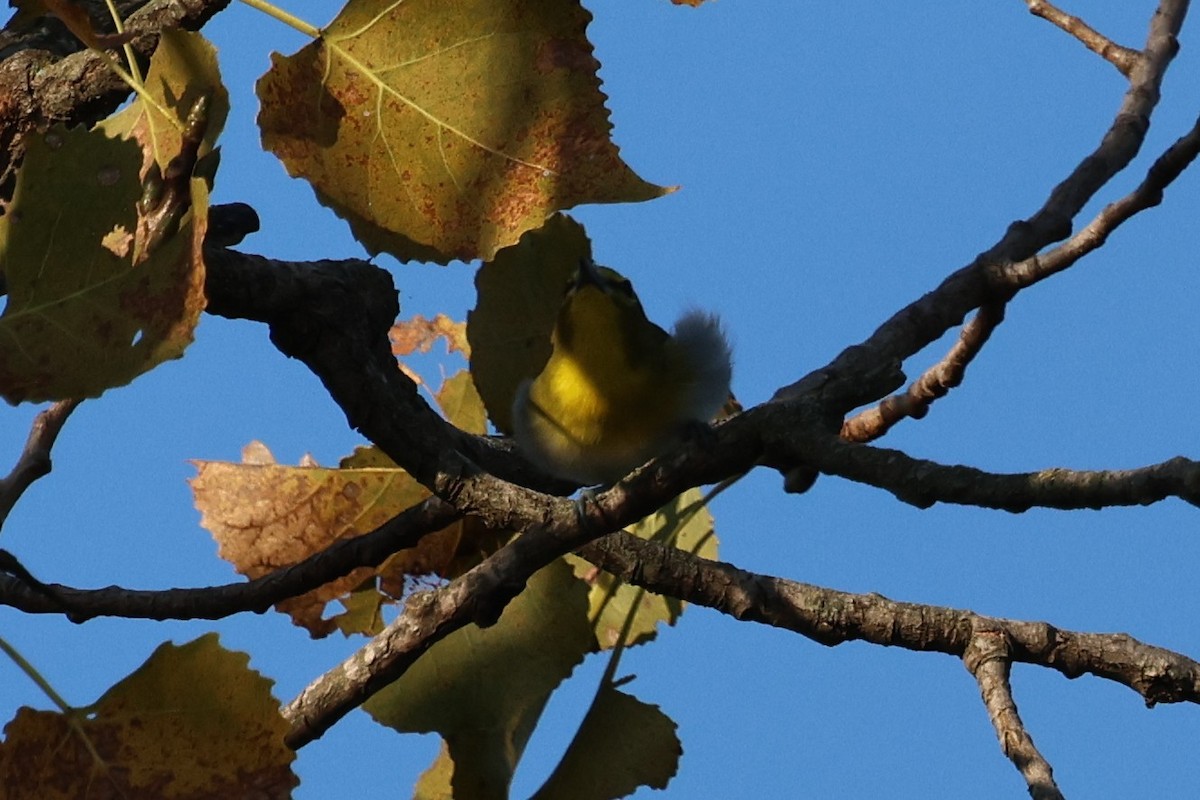 Gelbkehlvireo - ML641970168