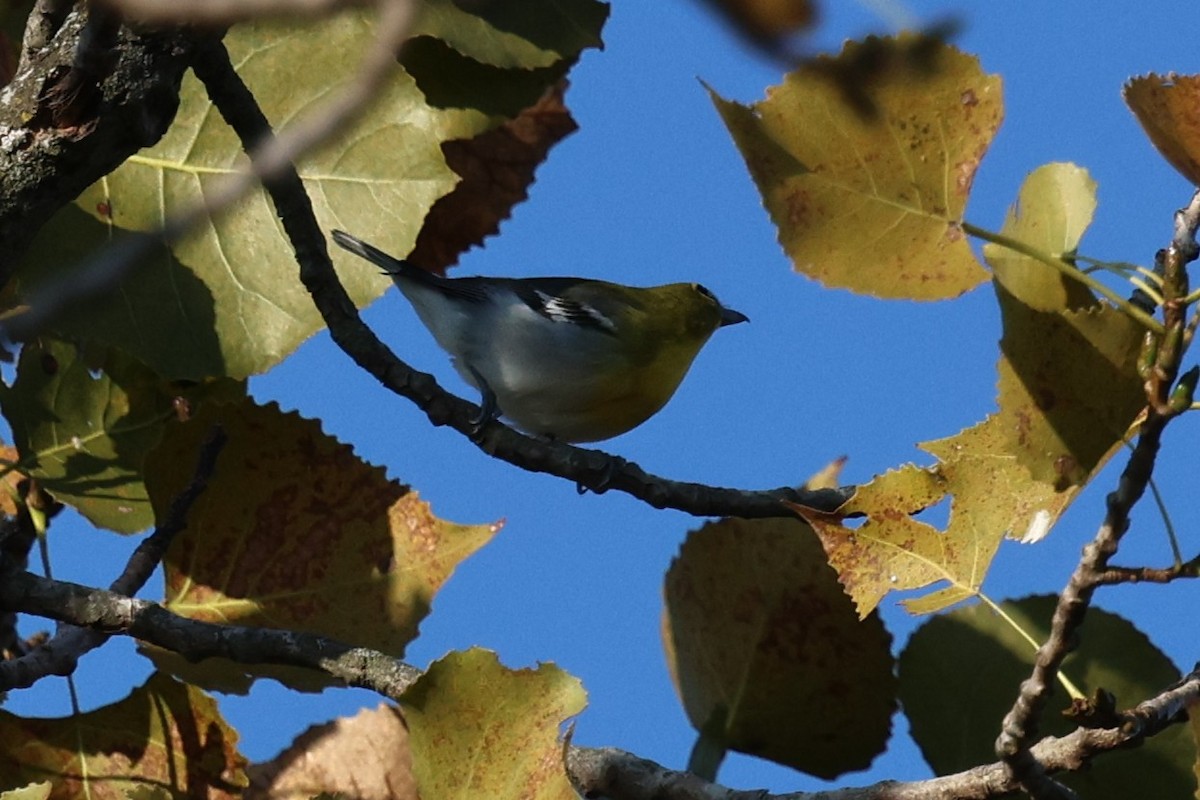 Gelbkehlvireo - ML641970169