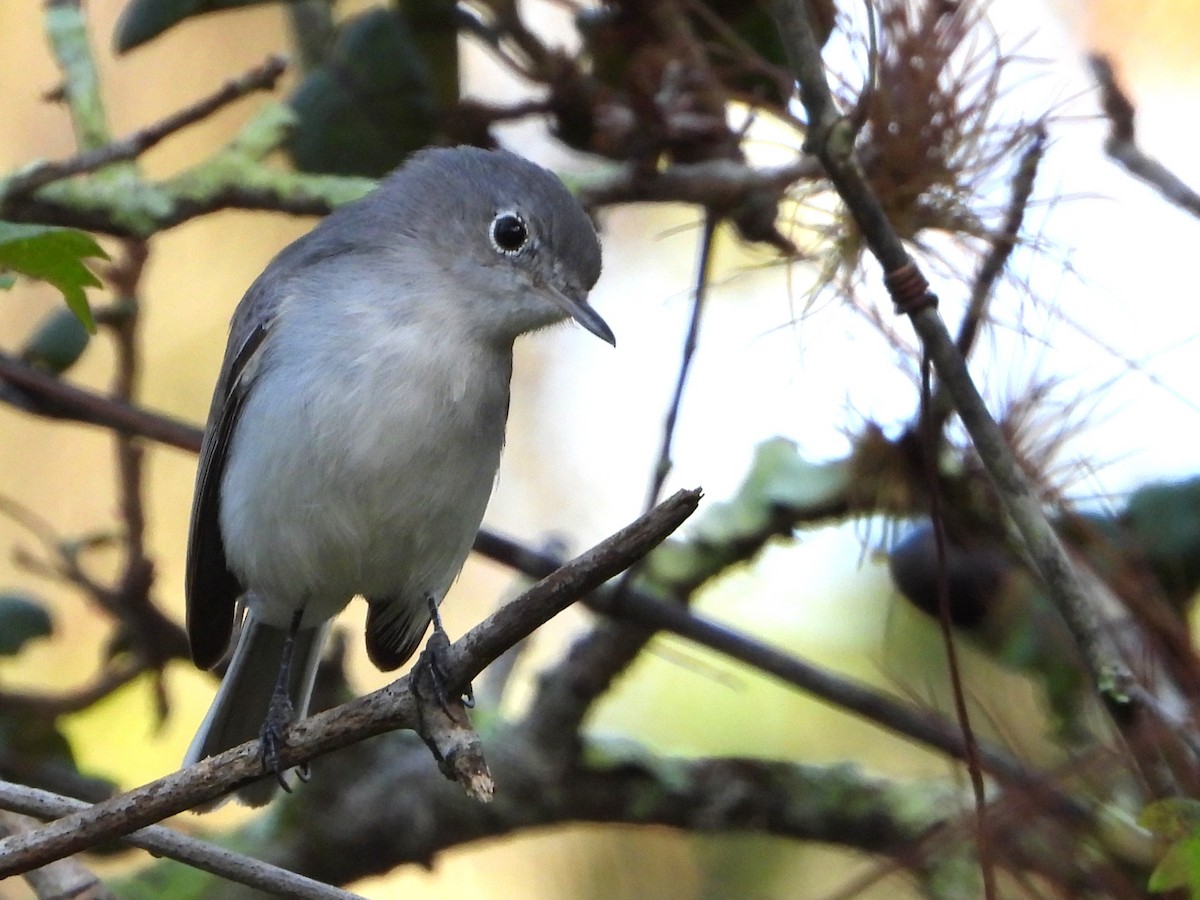 Blue-gray Gnatcatcher - ML641970172