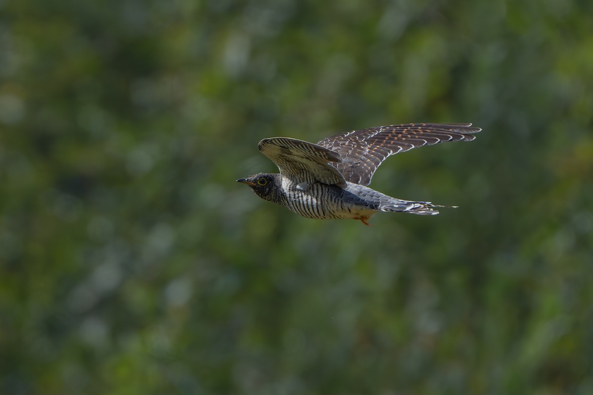 Common Cuckoo - ML641970187
