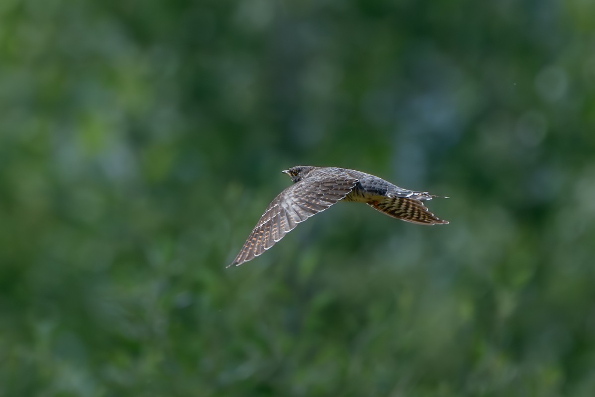 Common Cuckoo - ML641970188