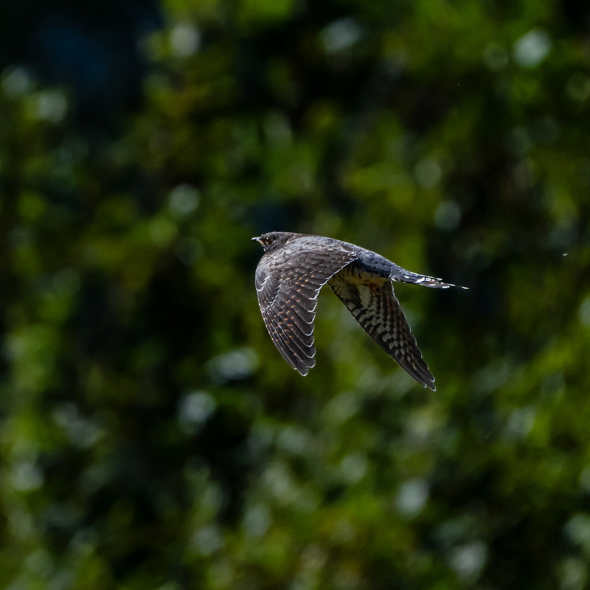Common Cuckoo - ML641970189