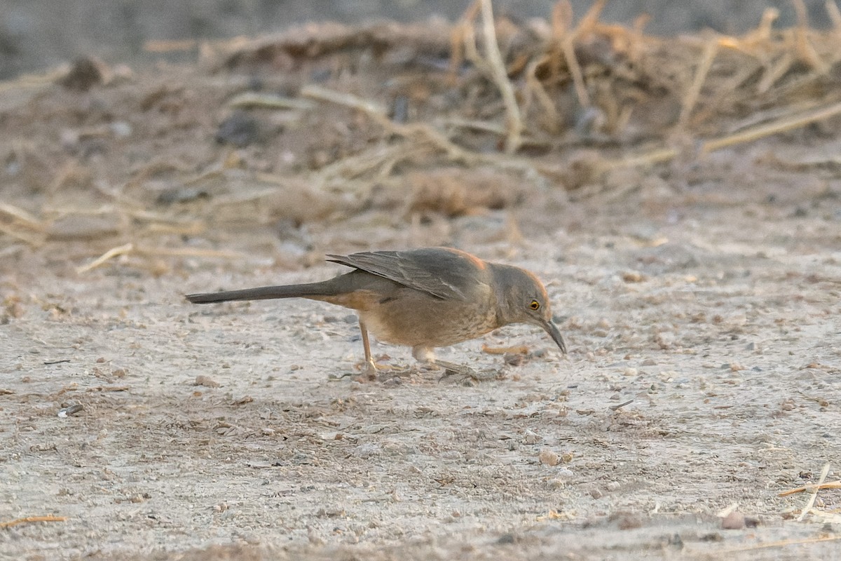 Bendire's Thrasher - ML641970200