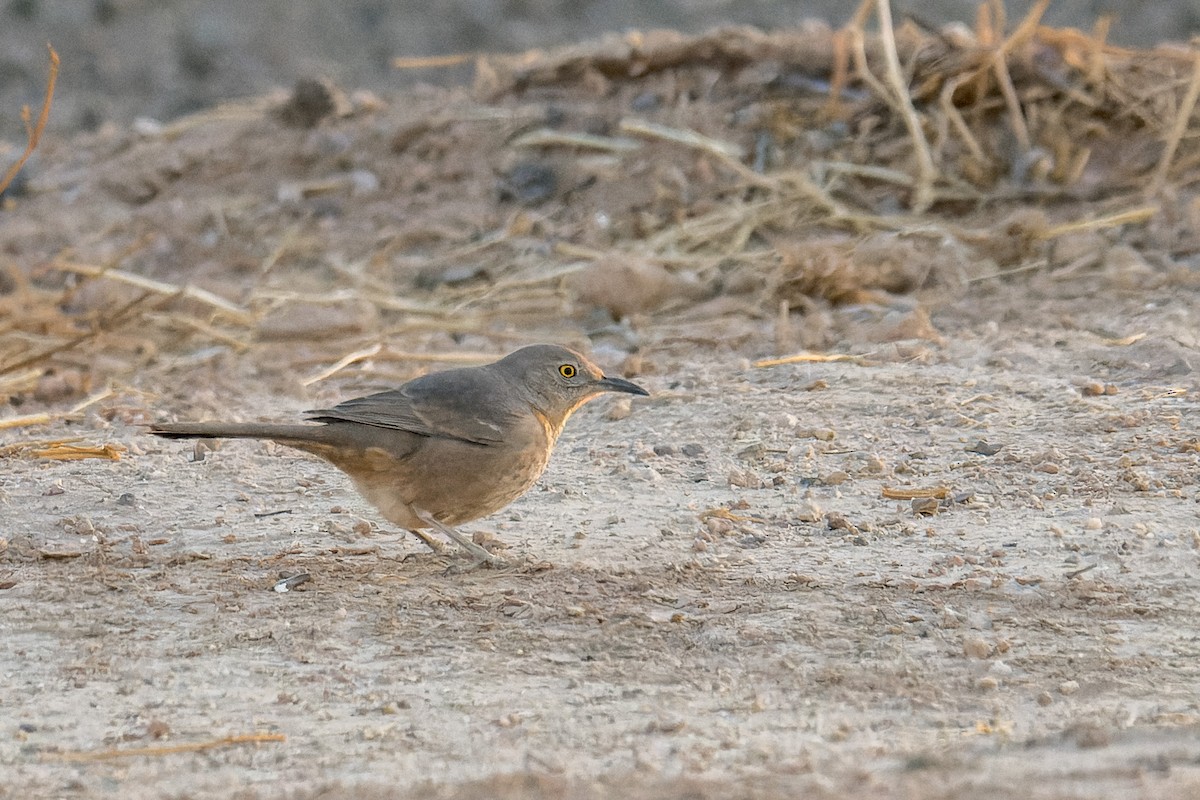 Bendire's Thrasher - ML641970201