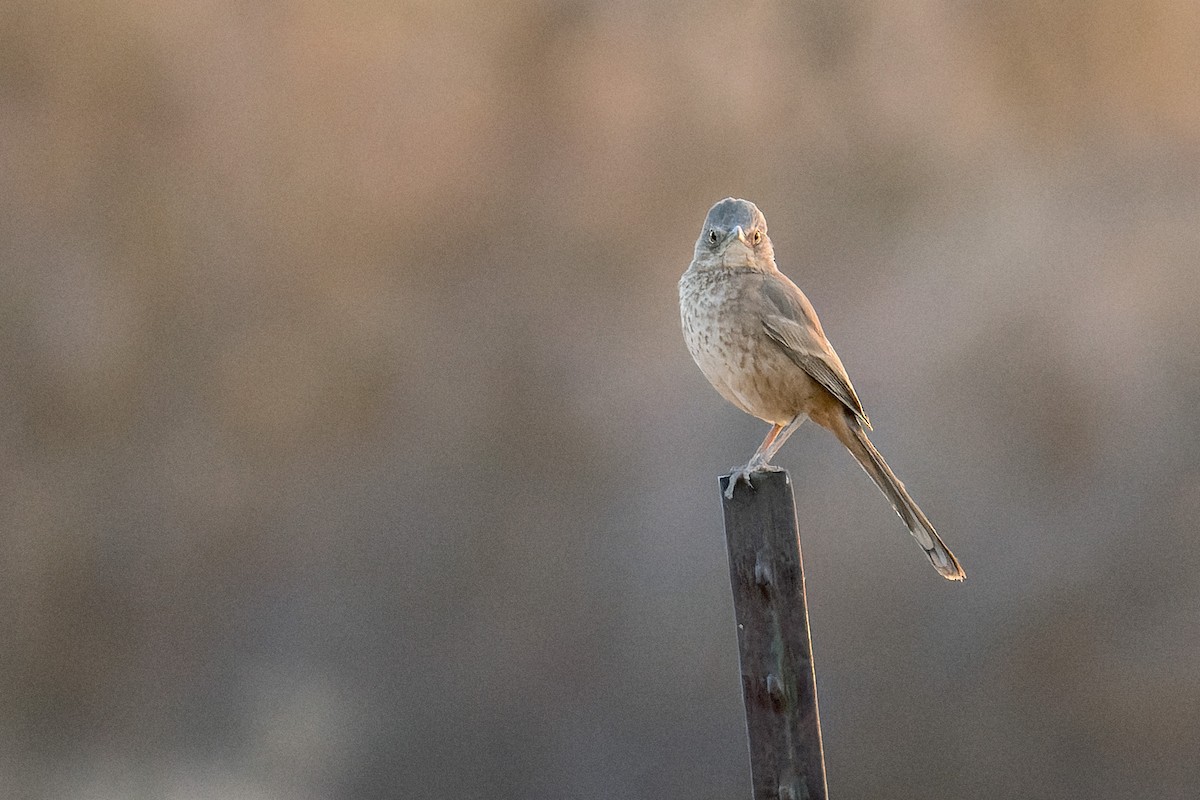 Bendire's Thrasher - ML641970202