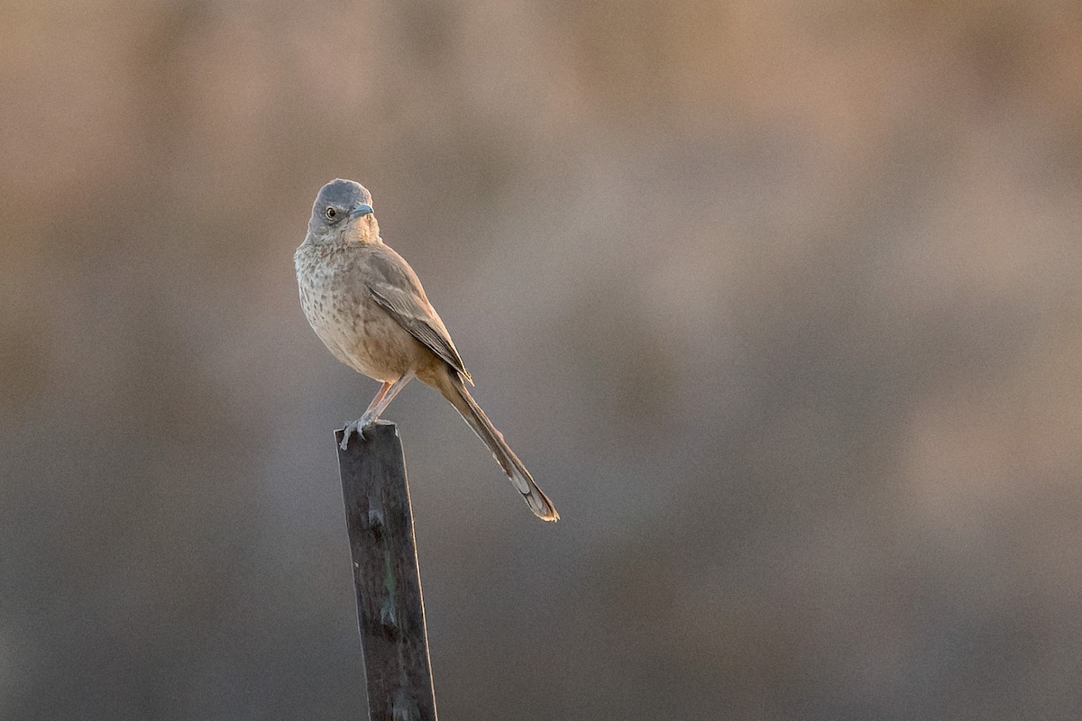 Bendire's Thrasher - ML641970203