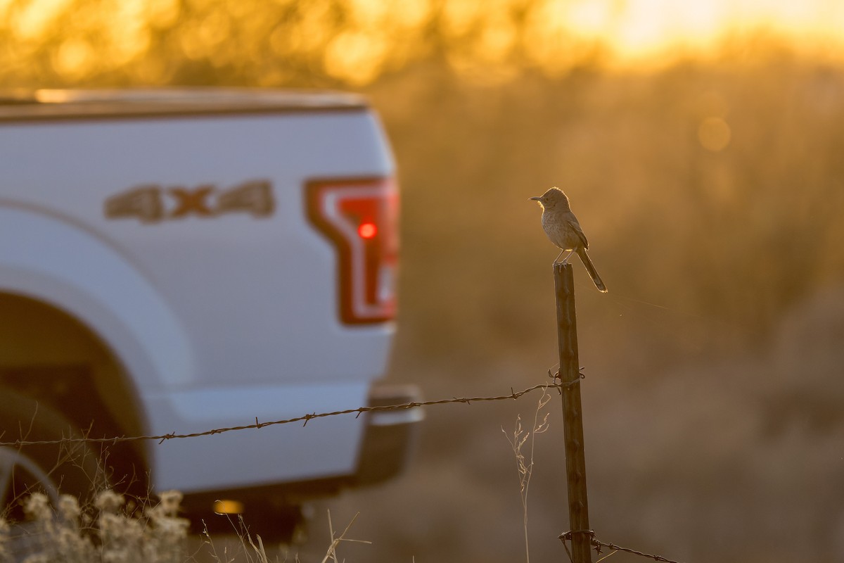 Bendire's Thrasher - ML641970232