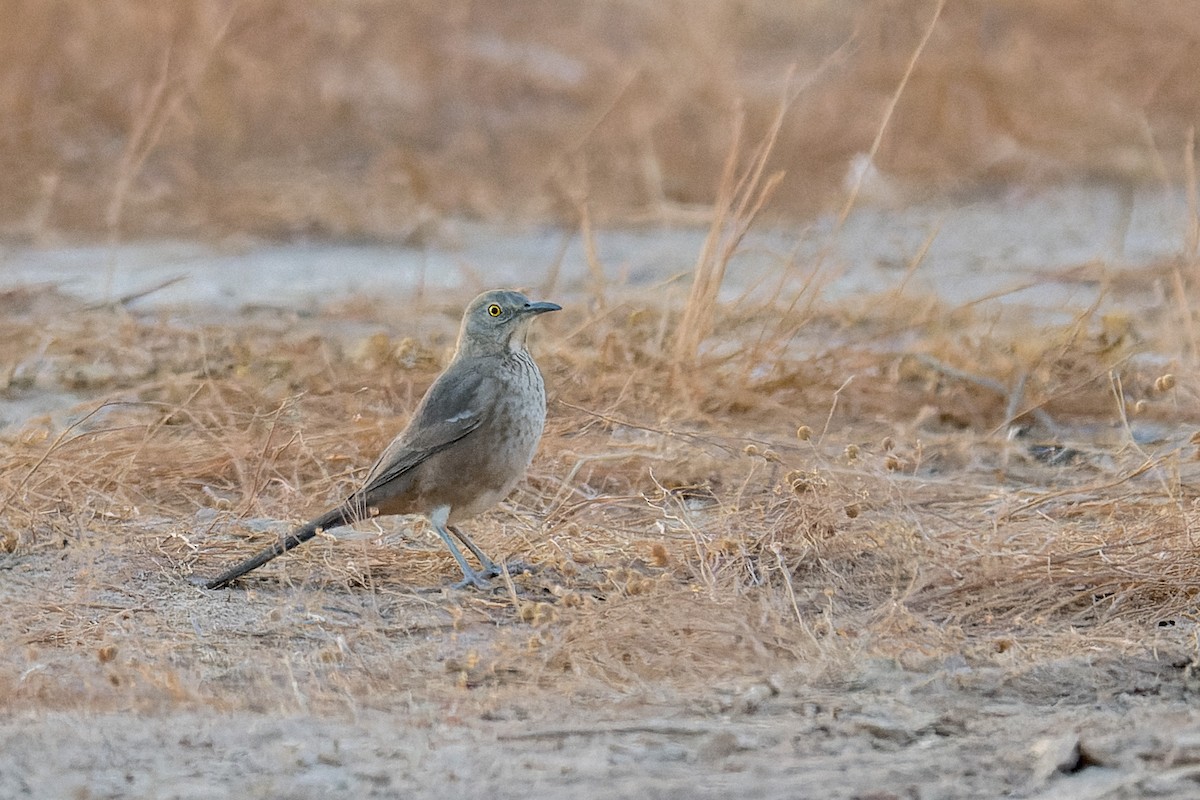 Bendire's Thrasher - ML641970234