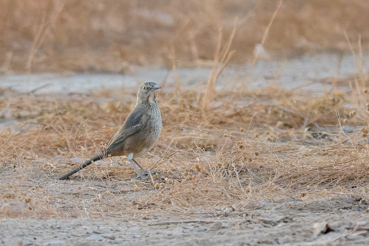 Bendire's Thrasher - ML641970235