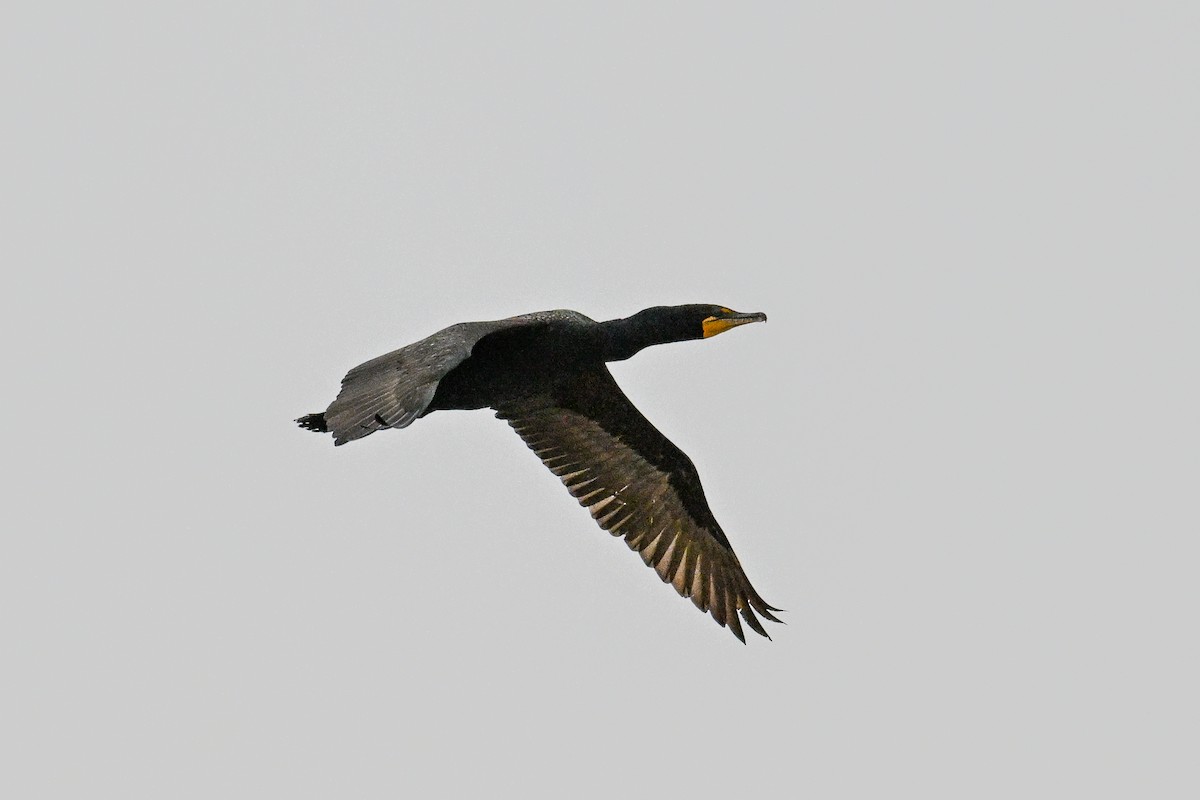 totoppskarv - ML641970240