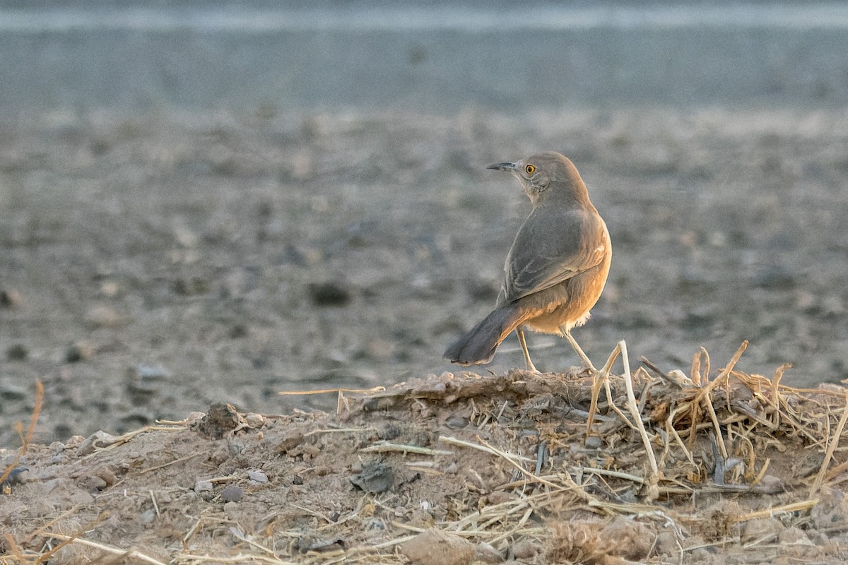 Bendire's Thrasher - ML641970252
