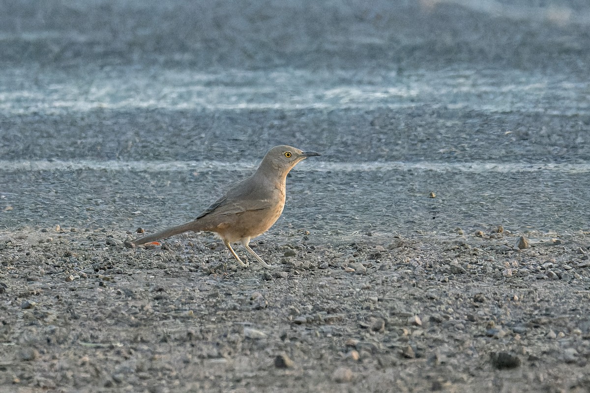 Bendire's Thrasher - ML641970256