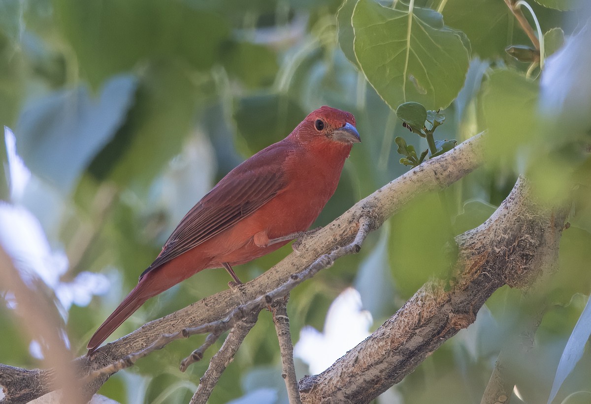 Summer Tanager - ML641970260