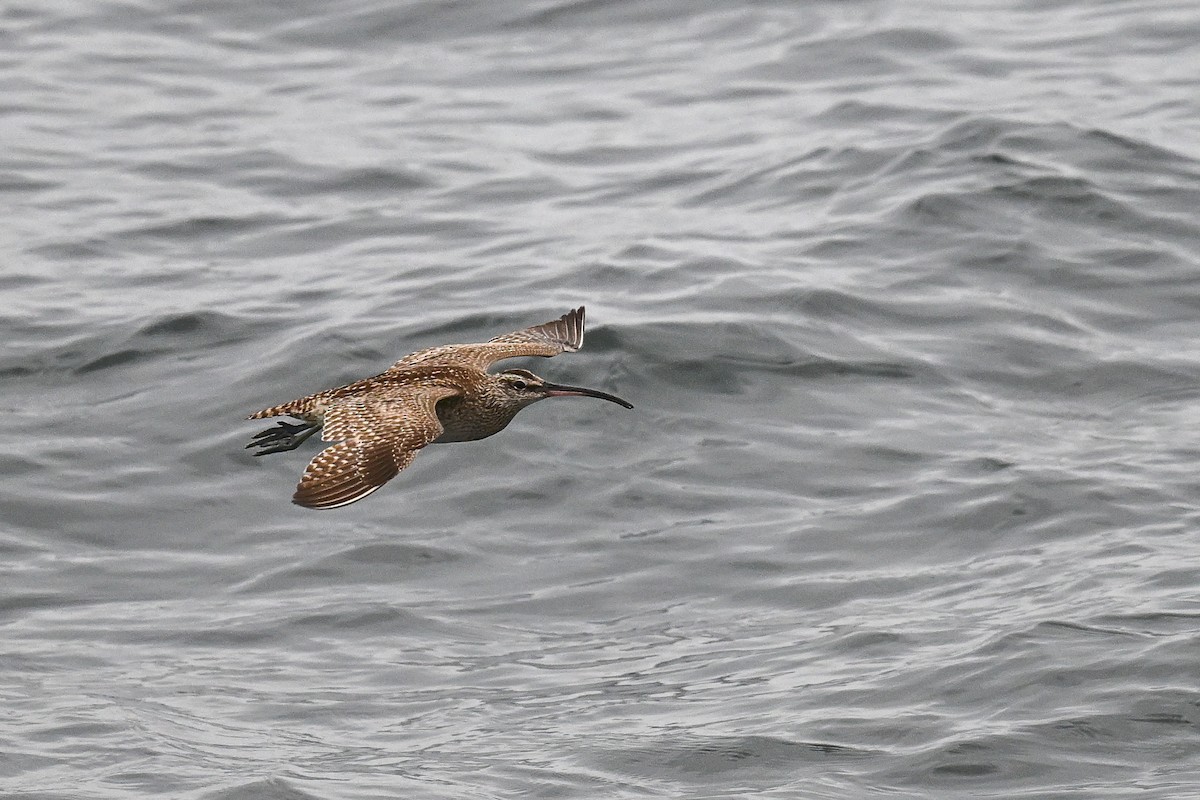 Whimbrel - ML641970268