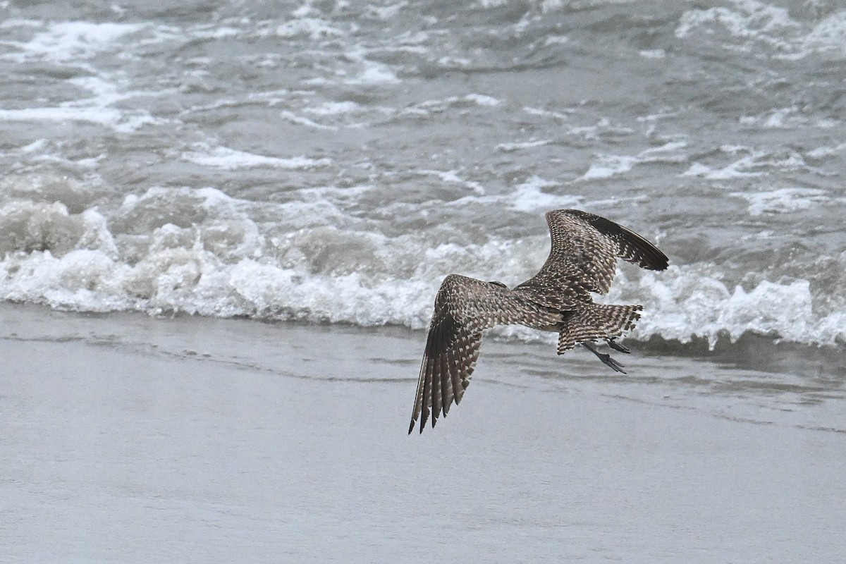 Whimbrel - ML641970274