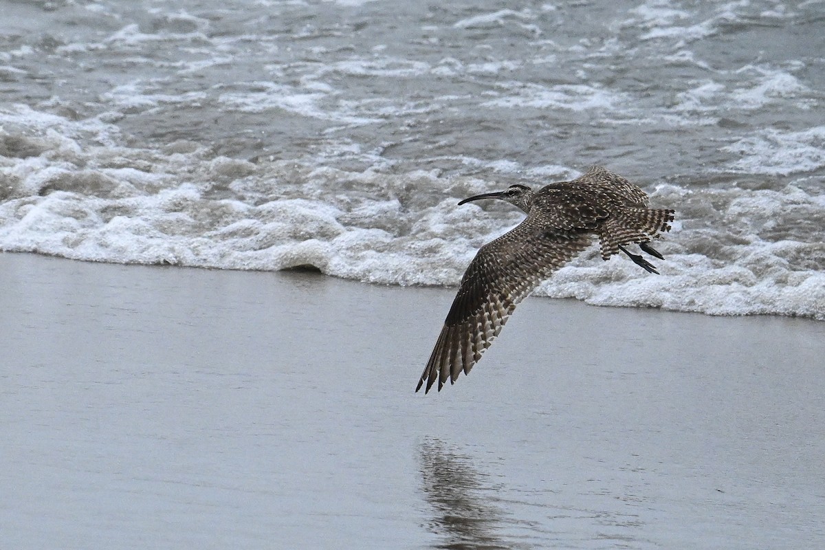 Whimbrel - ML641970276