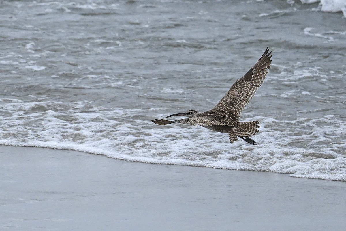 Whimbrel - ML641970279