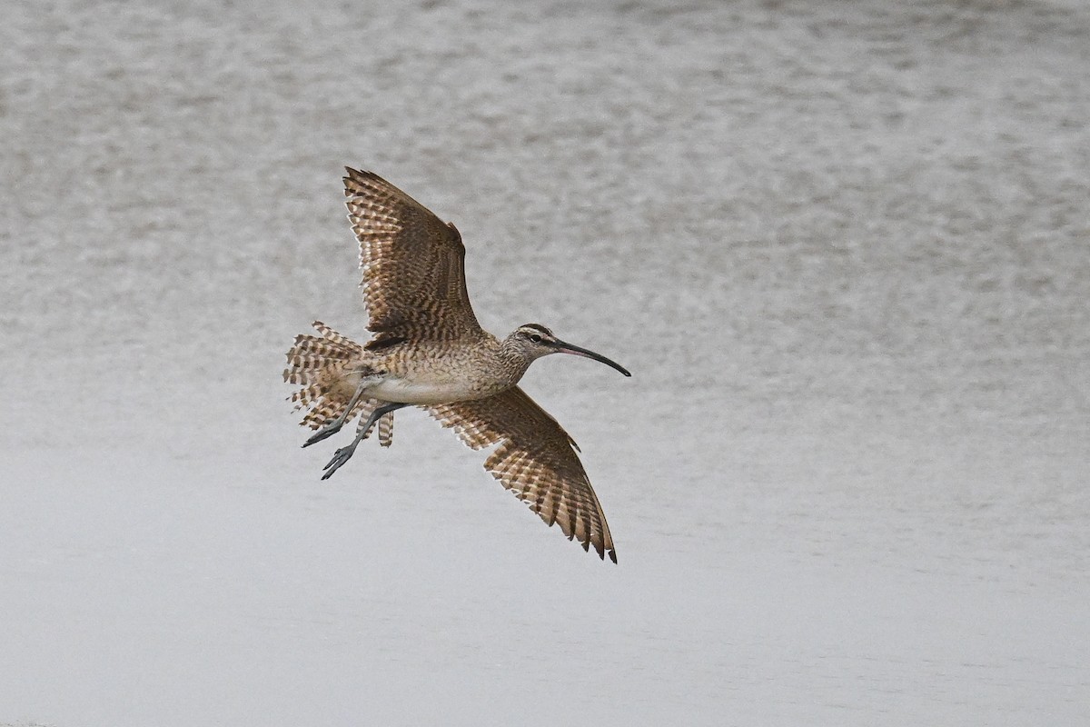 Whimbrel - ML641970284