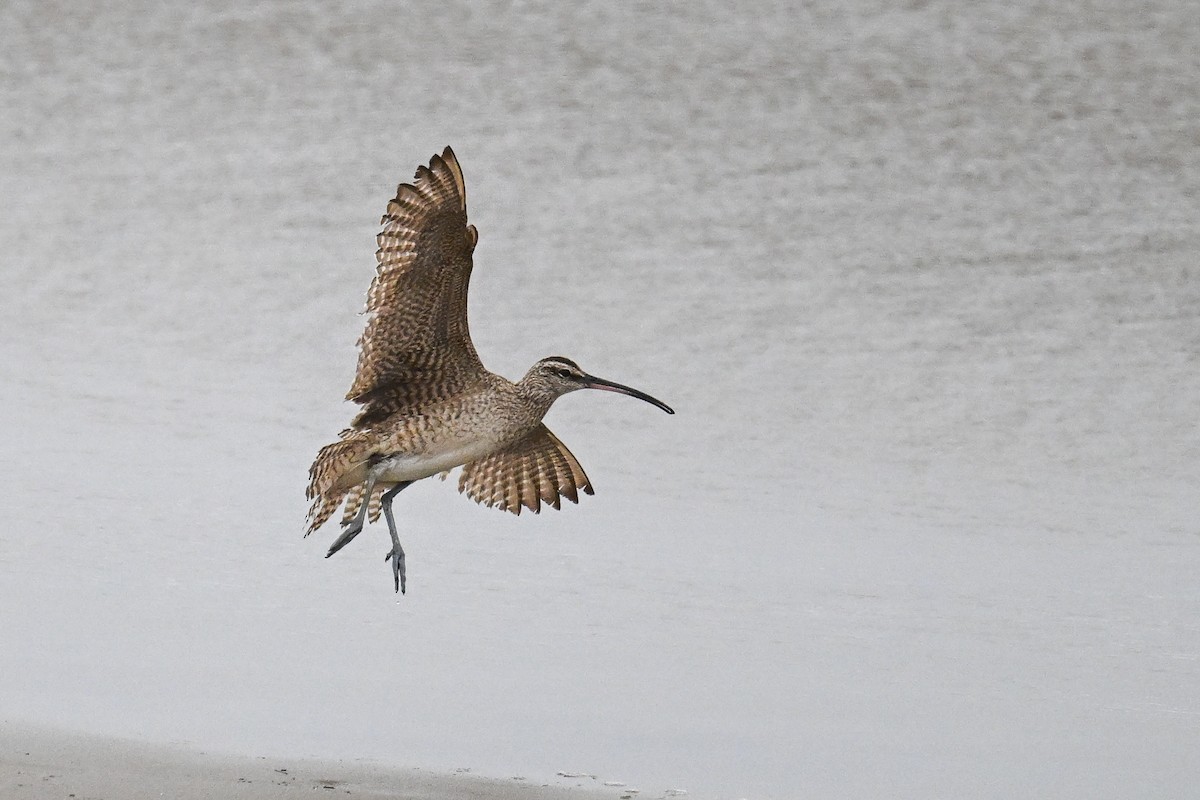 Whimbrel - ML641970286