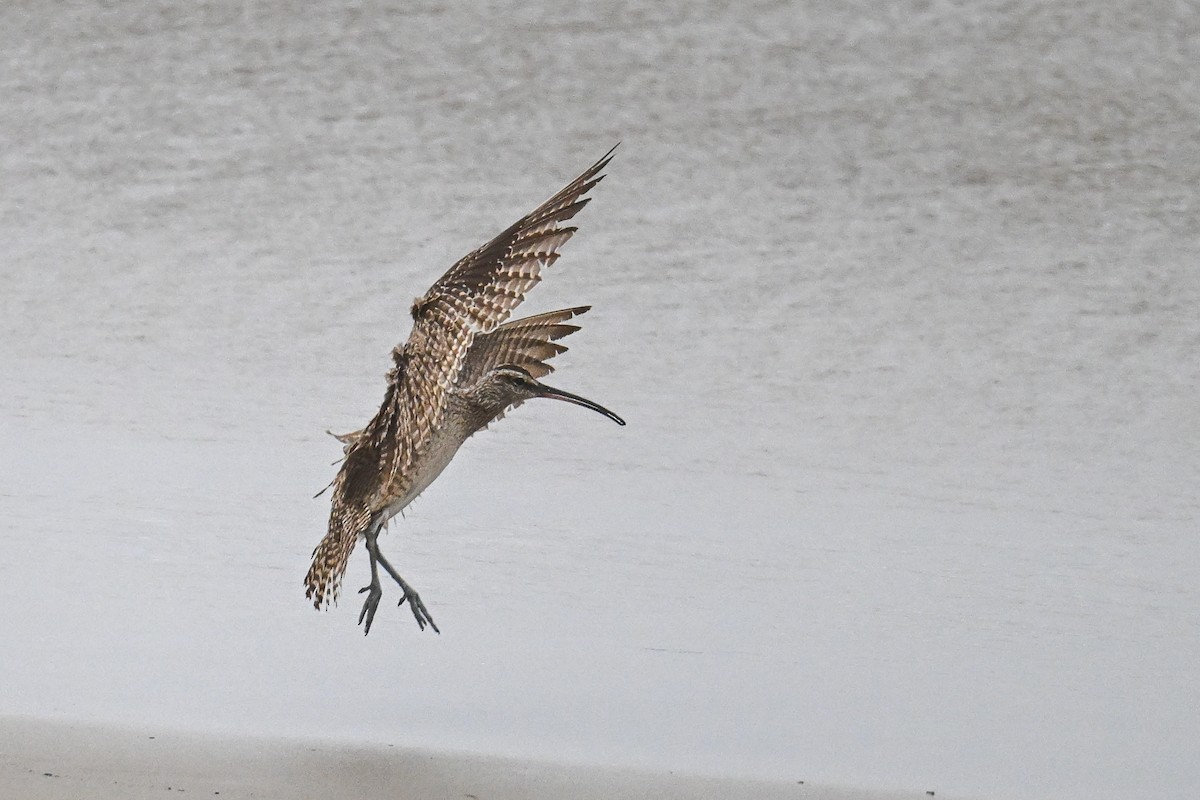 Whimbrel - ML641970287