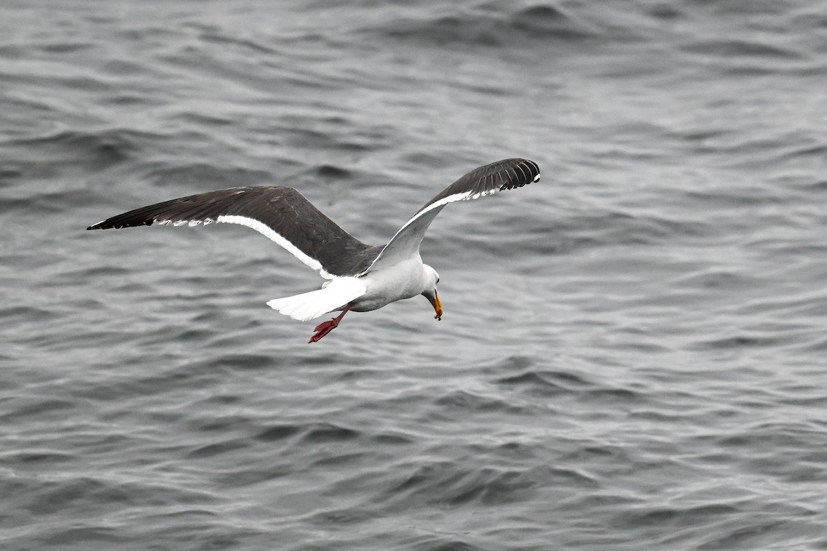 Western Gull - ML641970294