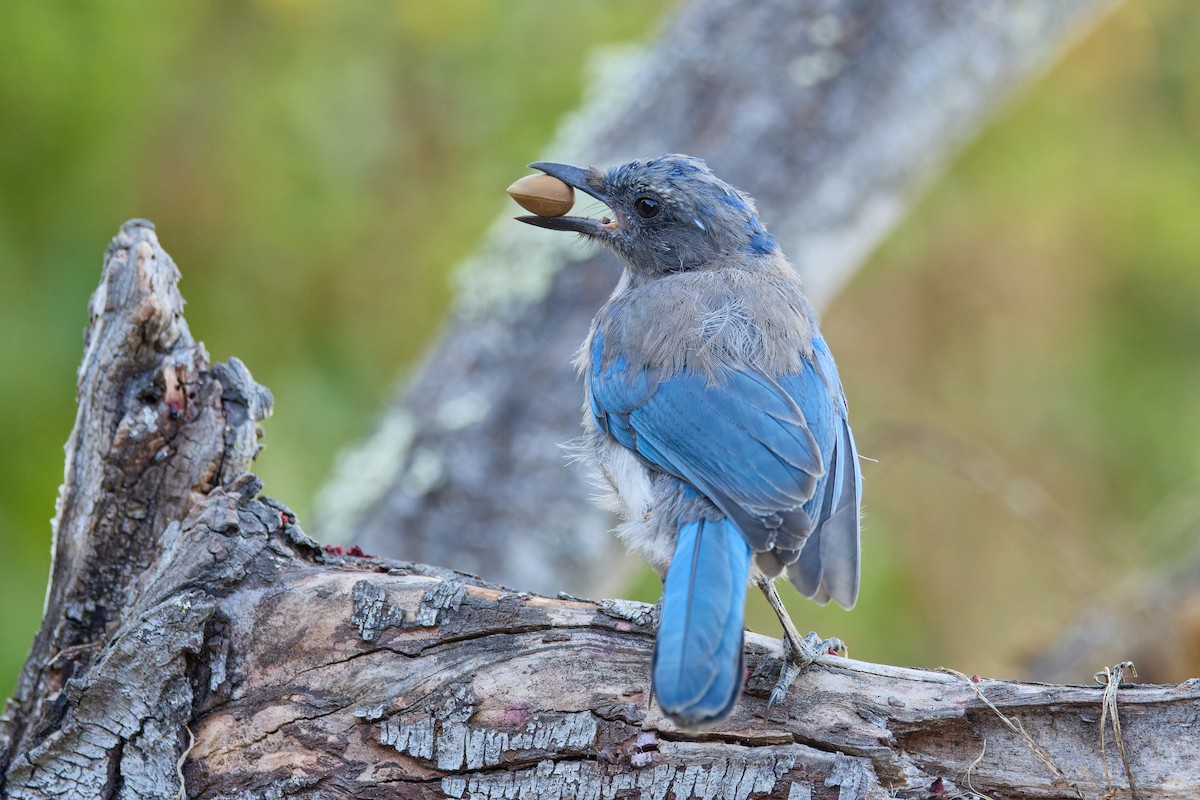 California Scrub-Jay - ML641970297